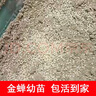 金蟬幼苗爬叉卵種知了猴養殖基地孵化蟬蟻幼苗金蟬子活苗正宗鮮活 一盒1克 約4000只【送螞蟻藥】 曬單實(shí)拍圖