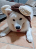 醫(yī)仕高骨骼寶鯊魚軟骨素狗狗腿瘸金毛泰迪犬健骨補鈣關節(jié)軟骨素狗 【動作不利索】260g 曬單實拍圖