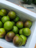 四川屏山半邊紅脫骨脆李自家青脆茵紅李蜂蜜李帶箱10斤 脫骨脆李(半邊紅)30g-36g 10斤（帶箱） 曬單實(shí)拍圖