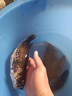 811路亞pe線 魚(yú)線8股編織沉水路亞線150米超順滑涂層不漲號(hào)拉力強(qiáng) 150米綠色沉水PE 1.2 曬單實(shí)拍圖