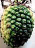 現(xiàn)摘假菠蘿勒古子新鮮露兜果中草藥帕梯羅金堆野生山菠蘿廣西包郵 2斤 曬單實拍圖