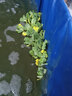 BM水芙蓉苗水浮蓮水培植物水生植物水養(yǎng)草池塘魚(yú)缸造景養(yǎng)殖凈化水質(zhì) 水芙蓉20棵 曬單實(shí)拍圖