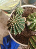 種花迷會(huì )開(kāi)花的仙人球 黑金剛仙人球會(huì )開(kāi)花的仙人掌類(lèi)植物開(kāi)大花群花的 紅花黑金剛自根高4-6直徑3-5cm 曬單實(shí)拍圖