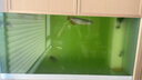 倍羽斯2號 觀(guān)賞魚(yú)缸生態(tài)除藻去綠水青苔黑毛藻魚(yú)池黑毛水藻除藻劑 2號除藻青苔去綠水+6號去渾濁 曬單實(shí)拍圖