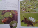 華中地區植物資源專(zhuān)題系列叢書(shū)--蘄春水生藥用植物圖鑒及使用指南 曬單實(shí)拍圖
