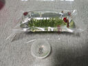 噢水噢蘋(píng)果螺馬來(lái)螺魚(yú)缸草缸工具清潔除藻觀(guān)賞螺水族淡水寵物蝸?；铙w叁 迷你蘋(píng)果螺5只送2只備損 曬單實(shí)拍圖
