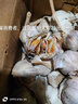 【新店開張】2025新鮮山東大蒜9斤5斤整箱批發(fā)蒜大蒜頭優(yōu)質(zhì) 1000g 【新店開張】大果 曬單實(shí)拍圖