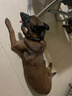 珊野狗狗項(xiàng)圈中大型猛犬專用頸圈可調(diào)節(jié)防脫狗脖圈金毛德牧馬犬狗脖套 L項(xiàng)圈(建議40-70斤) 黑色 項(xiàng)圈 曬單實(shí)拍圖