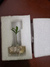臨雅水培植物室內發(fā)財樹(shù)富貴竹春羽桌面辦公室綠植物盆栽好養易活花卉 雙片鐵樹(shù)+火山杯 曬單實(shí)拍圖
