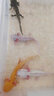 森悠（SARYOR）六角恐龍魚蠑螈活體淡水寵物冷水魚耐活家養(yǎng)非錦鯉水族爬行寵物魚 10-13厘米【1白+1黑+1黃】 曬單實(shí)拍圖