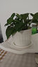 慎思苑樹(shù)脂塑料花盆大號室內陽(yáng)臺盆栽多肉綠蘿植物仿陶瓷創(chuàng  )意圓形小花盆 白色【木桶盆】 中號 曬單實(shí)拍圖