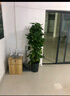 植男植女幸福樹造型綠寶盆栽綠植客廳室內(nèi)大型綠植辦公室喬遷新居源頭直發(fā) 曬單實拍圖