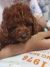 咯咪純種泰迪犬狗狗活體寵物狗小型犬棕色小泰迪幼犬貴賓犬 寵物級(jí) 曬單實(shí)拍圖