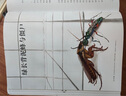 浪花朵朵正版 不可思議的昆蟲(chóng)大書(shū) 精裝8開(kāi)超大開(kāi)本 6-8-10-12-15歲小學(xué)昆蟲(chóng)科普百科全書(shū) 超精細(xì)手繪圖達(dá)爾文生物科學(xué)觀察自然科普書(shū)籍 后浪童書(shū) 曬單實(shí)拍圖