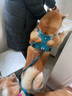 TRUELOVE狗狗牽引繩狗鏈子牽引帶遛狗防掙脫背心式小中大型犬防爆沖胸背帶 玫紅色 XL-胸圍81-107cm建議30-50kg選擇 曬單實(shí)拍圖