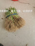 紫皮洋蔥苗子秧苗圓頭水果洋蔥現挖現發(fā)四季栽種蔬菜幼苗種子 *洋蔥苗200棵 曬單實(shí)拍圖