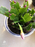 種花迷多色蟹爪蘭花苗盆栽當(dāng)年開四季開花重瓣螃蟹抓蓮好養(yǎng)易活室內(nèi)花卉 混色10棵（當(dāng)年開花）隨機(jī)2色 不含盆 曬單實拍圖
