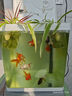 金魚（Jinyu）【精品高質(zhì)】百褶泰獅金魚活體淡水好養(yǎng)錦鯉國粹 泰獅3條4-5CM【可選顏色】 曬單實(shí)拍圖