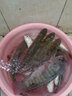 南北鯪魚精小藥兩廣專攻鯪魚土鯪餌料添加劑鯽魚泰鯪麥蛋奶聚魚成窩誘 鯪魚精（升級版濃腥）50ml 曬單實拍圖