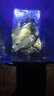 丸九國產(chǎn)野鯽藍餌料 冬季野釣競技釣 黑坑釣鯽魚(yú)用品 2包 曬單實(shí)拍圖