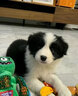 祥彥方依邊牧幼犬活體純種邊境牧羊犬雙血統(tǒng)七白三通黑白色隕石邊牧寵物狗 血統(tǒng)級(jí) 曬單實(shí)拍圖