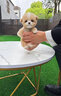 祥彥方依泰迪幼犬活體小體純種寵物狗茶杯犬飛耳紅棕香檳灰色幼崽貴賓幼犬 血統(tǒng)級(jí) 香檳泰迪茶杯犬 曬單實(shí)拍圖