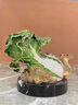 莫尼森  MOREISAN琺瑯彩百財(cái)如意白菜擺件客廳辦公室桌面酒柜裝飾品喬遷開業(yè)禮物品 琺瑯彩晶瑩如玉大白菜 曬單實(shí)拍圖