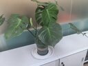 御春閣 室內客廳辦公室大型盆栽綠植花卉盆景 龜背竹 室內綠色盆栽花卉 曬單實(shí)拍圖