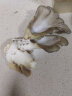 菇婆婆平菇蘑菇种植菌包菌棒盆栽食用菌种家庭趣味栽培阳台采新鲜的蘑菇 灰平菇【出口级-1袋装】 袋装 实拍图