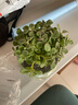 可之源碰碰香盆栽室內除異味驅蚊好養植物一抹香綠植桌面小盆景多肉易活 碰碰香+青瓷盆青 含盆 曬單實(shí)拍圖