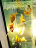 森悠（SARYOR）蝶尾金魚(yú)活體觀(guān)賞魚(yú)包金冷水魚(yú)苗 【紅蝶尾】8-10 cm 曬單實(shí)拍圖