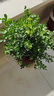 儂律花園九里香盆栽老樁濃香型花卉七里香室內植物四季常青綠植花卉盆栽 6年苗濃香型(花期帶花苞發(fā)) 含加侖盆 曬單實(shí)拍圖