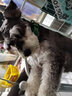 KAMPET狗狗項圈刻字大型犬中型小型犬大狗小狗圈狗脖套牽引繩狗繩真牛皮 綠色項圈 S 曬單實(shí)拍圖