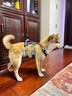 拉夫威爾弗格蘭狗狗胸背帶牽引繩小型犬ruffwear柴犬寵物狗背心胸背帶 玄武巖灰 XS 曬單實(shí)拍圖