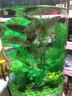 不用打氧中國斗魚活體觀賞魚斗魚活體菩薩魚原生旁皮婆熱帶魚耐養(yǎng) 普叉8-9厘米6條送飼料 曬單實拍圖