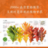 【新華書店】DK植物大百科(精)  8-10-12歲小學(xué)生一二三四五六年級(jí) 全套彩圖植物世界科普書 圖解DK百科少兒科學(xué)大百科全書課外書 曬單實(shí)拍圖