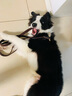 AYOUA 狗鏈牽引繩項(xiàng)圈 中大型犬狗繩子牛皮金毛狗鏈拉布拉多馬犬德牧 深棕色長(zhǎng)1.6米 牽引繩加中型犬項(xiàng)圈套裝 曬單實(shí)拍圖
