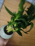 愛(ài)你一萬(wàn)年富貴竹植物 迷你盆栽步步高室內辦公室好養文昌竹綠植易養護花卉 荷花竹【藍色冰裂圓盆】帶竹托 帶盆栽好 曬單實(shí)拍圖