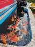 MATSUNO日本進(jìn)口錦鯉魚飼料小顆粒上浮增色增艷魚糧育成蝴蝶鯉不渾水魚食 錦鯉中粒1kg4mm【富含益生菌】 曬單實拍圖