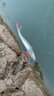 禧瑪諾（SHIMANO）新款路亞竿全套裝進(jìn)口紡車(chē)水滴輪釣魚(yú)竿遠投魚(yú)竿海竿十大品牌 1.83m 直柄UL調+紡車(chē)輪+竿包 曬單實(shí)拍圖