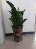 胡麗綠植盆栽金錢樹綠蘿發(fā)財(cái)樹綠植客廳大盆栽大型綠植辦公室室內(nèi)植物 金錢樹80cm-1米含陶瓷盆 曬單實(shí)拍圖