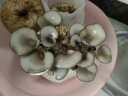 禹知蔬蘑菇种植包平菇菌包家庭种香菇菌种菌菇种子椴木棒可食用菌种包 灰平菇种植大菌包1个约2斤 实拍图