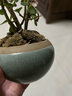 開時(shí)果 金枝玉葉盆栽多肉植物盆景 辦公室內(nèi)桌面花卉小綠植源頭直發(fā)包郵 【叢生款】哥窯冰裂盆+苔蘚+底托 曬單實(shí)拍圖