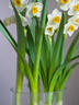 京悠雨德國品質(zhì)漳州水仙花種球風(fēng)信子郁金香洋水仙盆栽水養花卉冬季室內 【特惠】水仙中大球3個(gè)【周長(cháng)12-14cm】+2包 20-22cm 曬單實(shí)拍圖