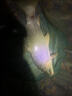 千壽釣線柔軟魚線日本進口超強拉力競技黑坑尼龍線釣魚線 子線3.0 曬單實拍圖