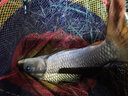 奧光 釣魚線主線進(jìn)口路亞線斑點(diǎn)魚線子線超強(qiáng)拉力尼龍線偽裝隱形漁線 變色斑點(diǎn)線 2.0號 曬單實(shí)拍圖