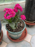 若綠新品長(cháng)壽花盆栽帶花苞重瓣大花植物室內年宵花卉綠植源頭直發(fā)包郵 紅色+橙色+紫色各1盆【帶花苞】 原盆原土 曬單實(shí)拍圖