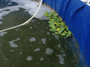 BM水芙蓉苗水浮蓮水培植物水生植物水養(yǎng)草池塘魚(yú)缸造景養(yǎng)殖凈化水質(zhì) 水芙蓉20棵 曬單實(shí)拍圖