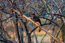 【二手95新】索尼（SONY） 半畫幅微單變焦鏡頭 A6000 6300 6400 系列 E 70-350mm F4.5-6.3 G 套餐一 曬單實(shí)拍圖