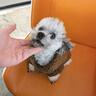 拉維佩特（LOVINGPET）寵物衣服小型犬 狗狗衣服小型犬泰迪比熊衣服保暖狗衣服桃皮絨 棕色 L（建議6-8.5斤） 曬單實(shí)拍圖